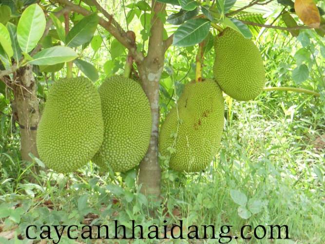 Hinh Anh Mit Tu Quy.jpg