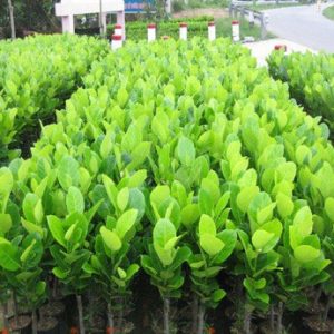 Mít nghệ tứ quý