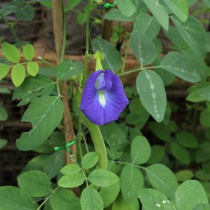 Bầu giống hoa đậu biếc