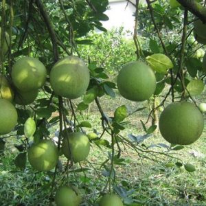 Bưởi đoan hùng đặc sản phú thọ