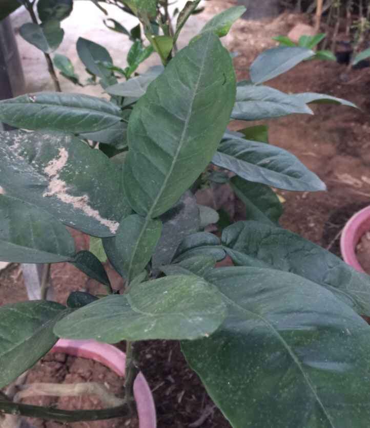 cách trồng bưởi đoan hùng