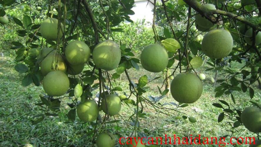 Buoi Doan Hung (1)