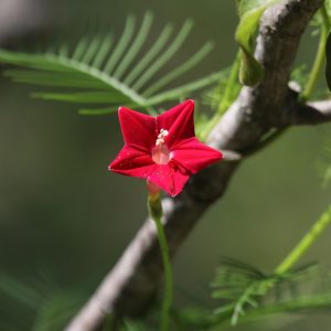 Cây hoa sao