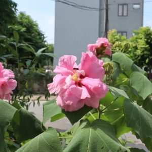 Cây hoa phù dung cánh kép – Sớm nở tối tàn
