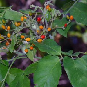 Cây giống kim sương