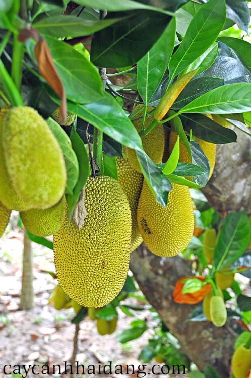 640px Vietnam 0235 Jack Fruit (3327462459) (1)