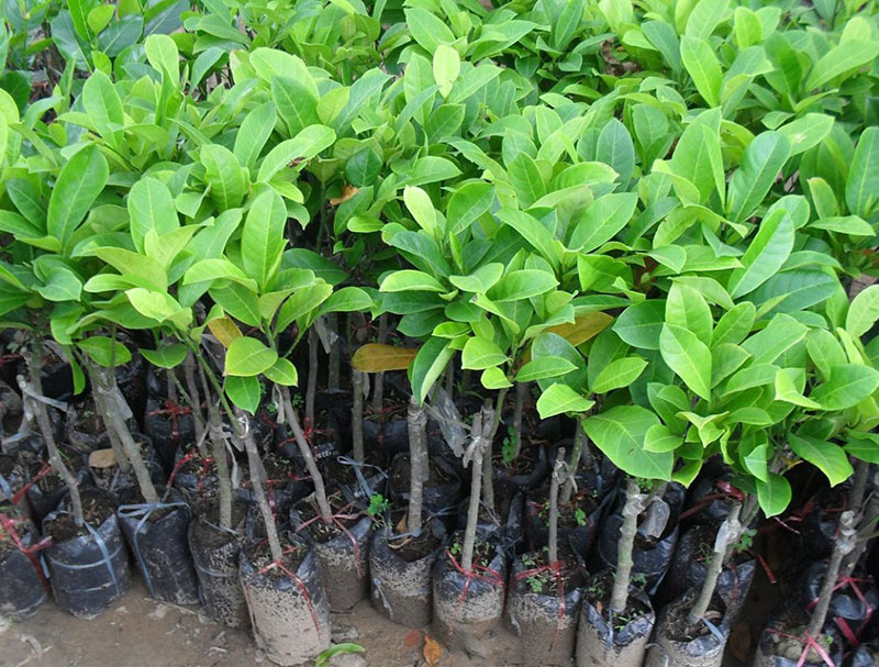 kỹ thuật trồng cây mít tố nữ