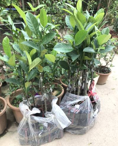 Hình ảnh mít tố nữ tại vườn Hải Đăng