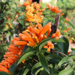 Chậu cảnh hoa chùm ớt (rạng đông)