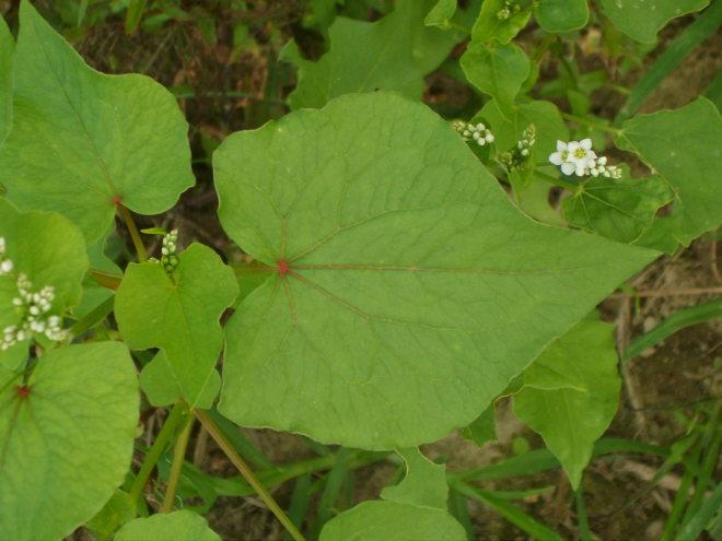 Tam Giác Mạch 2
