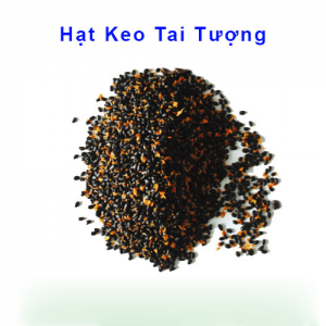 Hạt giống keo tai tượng – shop kinh doanh hạt giống Hải Đăng