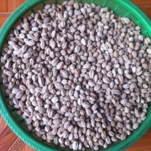 Hạt giống xoan ta gói 500g