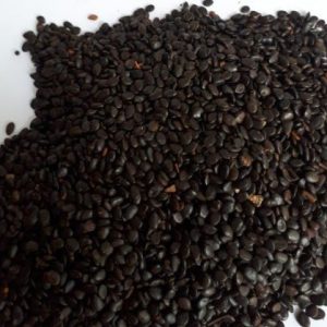 Hạt giống keo lai – shop kinh doanh hạt giống Hải Đăng – 0966.446.329