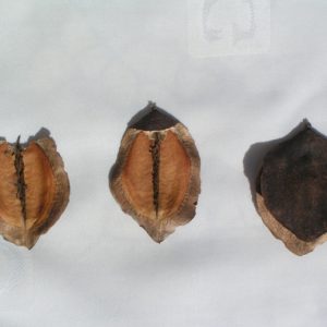 Hạt giống hoa phượng tím