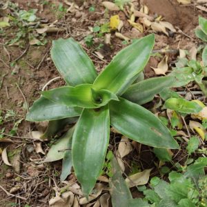 Cây giống lược vàng