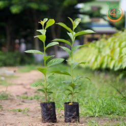 Cây Bằng Lăng Tím (bằng lăng nước)