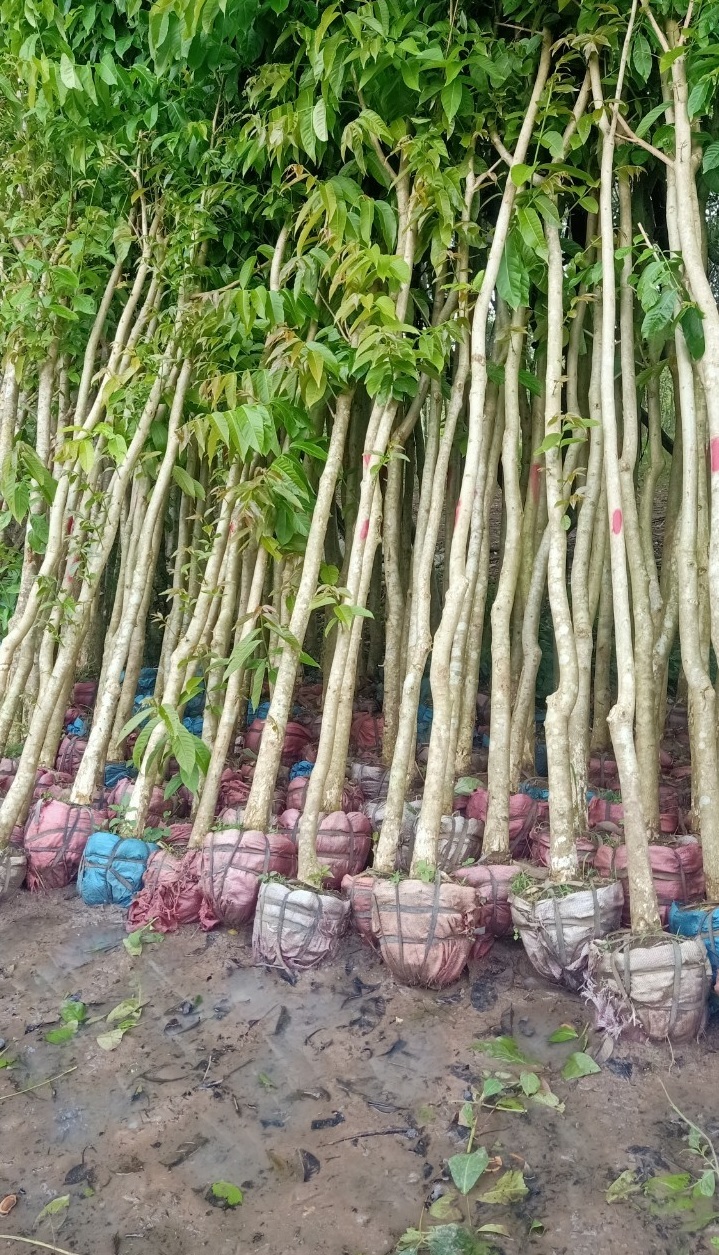 Cây Bằng Lăng Tím (bằng lăng nước) 10 Bàng Lang TÍm 3