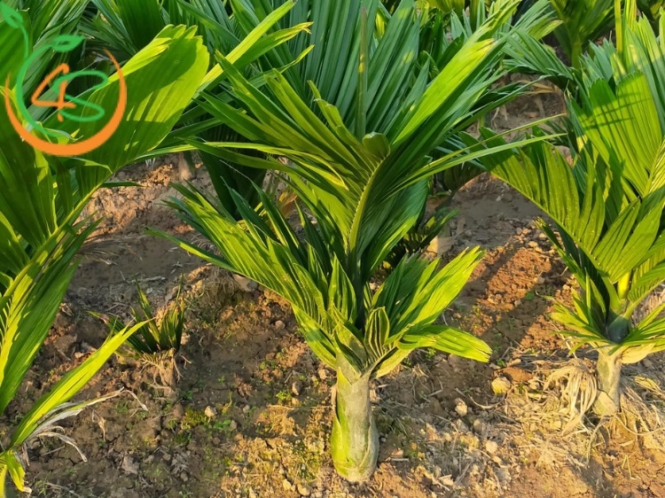cây cau lùn giống