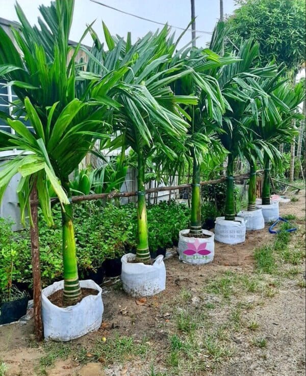 Cây cau lùn giống
