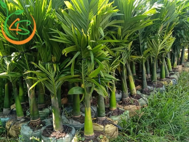 cây cau cảnh lùn