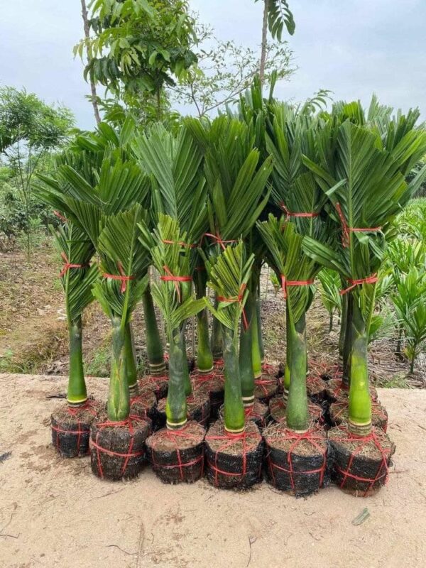 Cây cau lùn giống