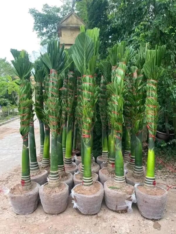 Cây cau cảnh lùn