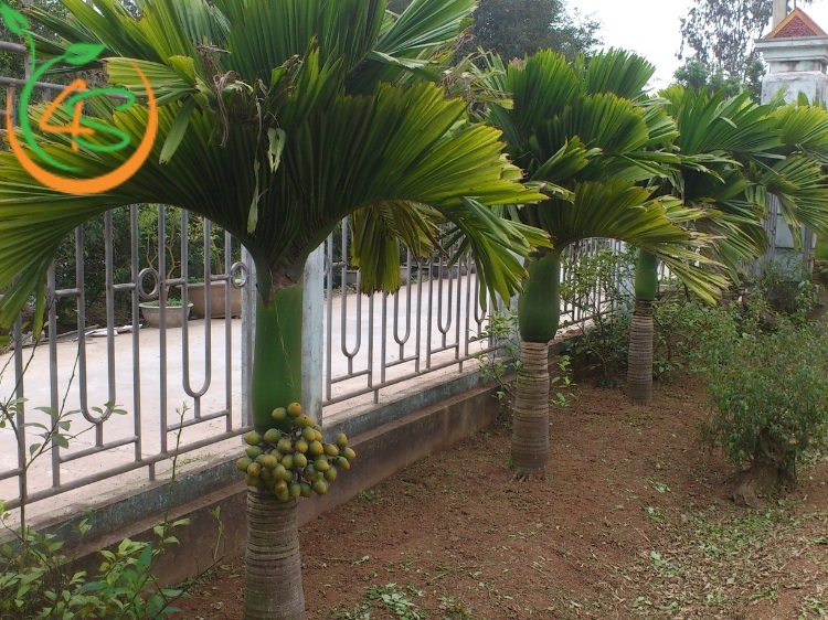 cây cau cảnh lùn