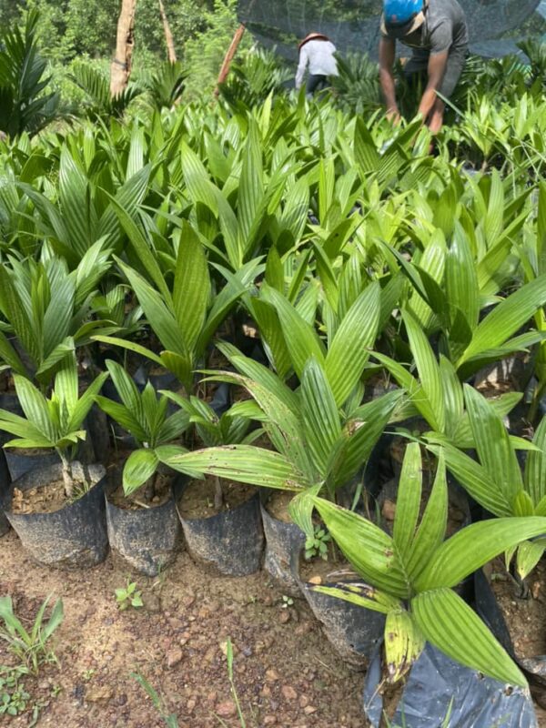 Cây cau lùn giống