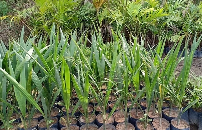 Huong-dan-trong-cay-cau-vua