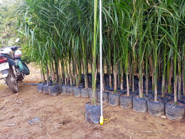 cây cau vua giống - cây giống 4S