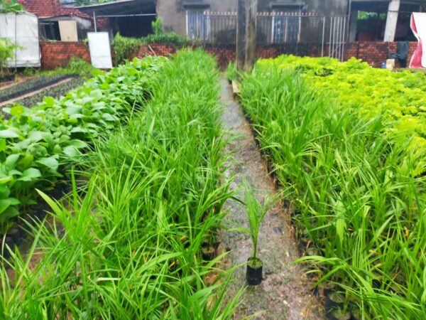 cây cau vua giống - cây giống 4S