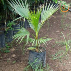 Cây Cọ Chỉ (cây cọ Mỹ)