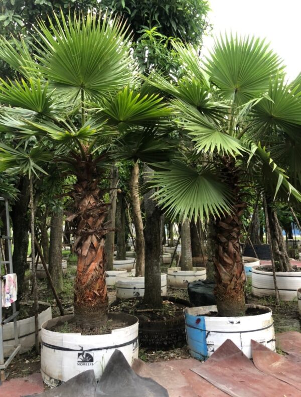 Cây Cọ Chỉ (cây cọ Mỹ) 8 Cây cọ mỹ lóng cao 2.5m - Cây giống 4S