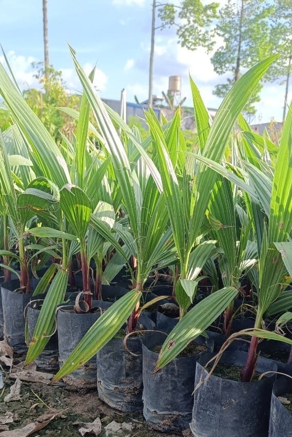 Cây Cọ Chỉ (cây cọ Mỹ) 12 cây cọ mỹ giống tại vườn