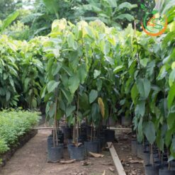 Cây Dầu Rái Giống