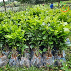 Cây Dổi Hạt