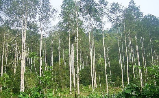 Cây Dổi Hạt 9 cây dổi rừng