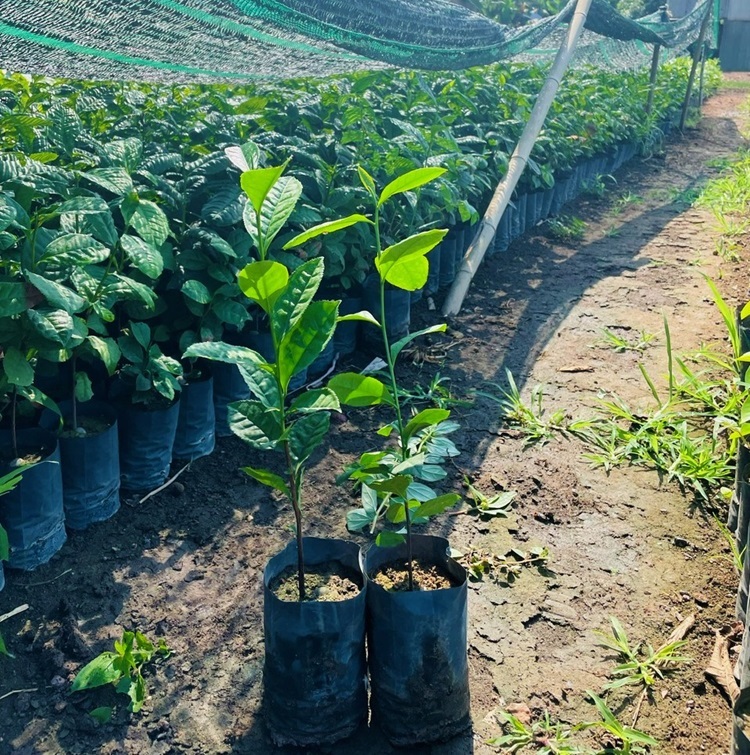 Cây Dổi Hạt 7 giống cây dổi lấy hạt