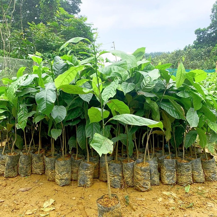 Cây Dổi Hạt 11 giống cây dổi