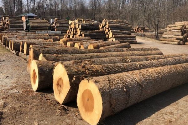 Cây Dổi Hạt 8 cây dỗi