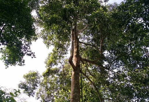 Cây Dổi Hạt 6 cây dổi
