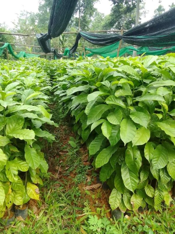 Cây Dổi Hạt 10 cây dổi giống
