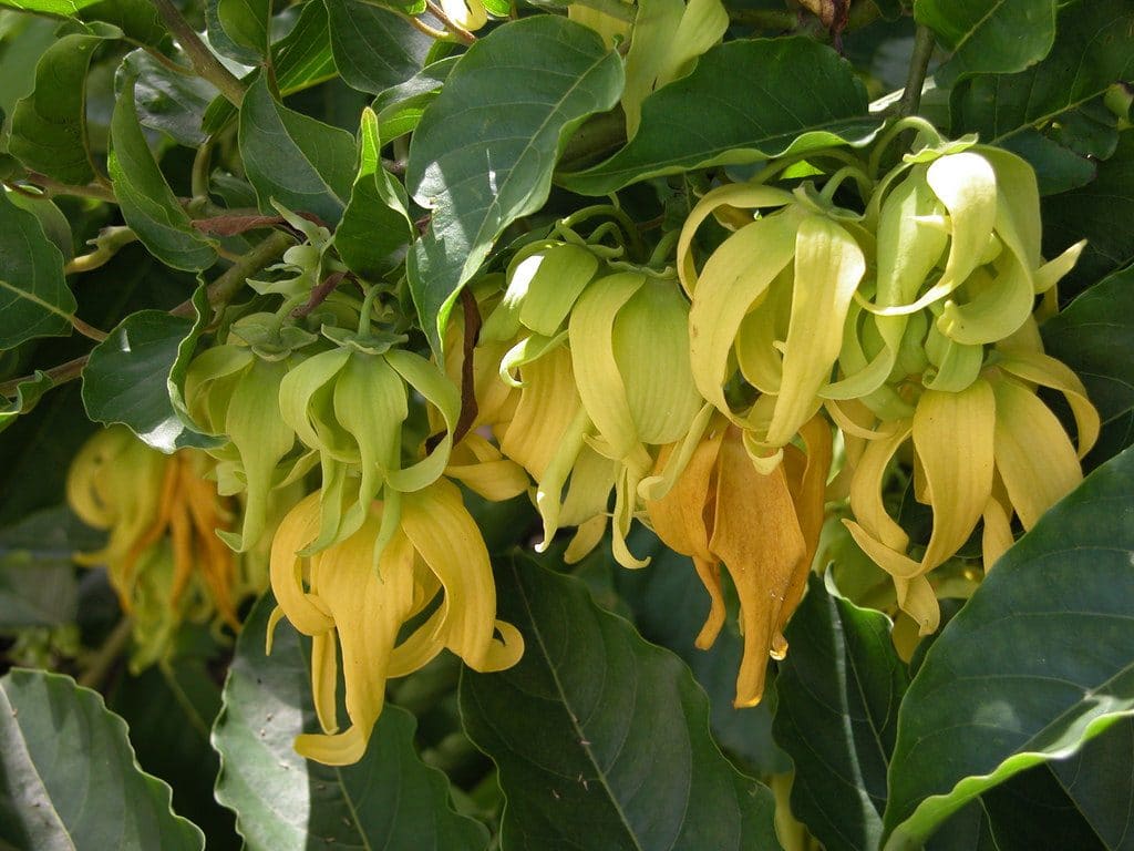 cây hoàng lan