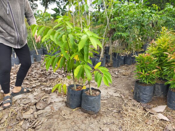 bán cây hoàng lan giống