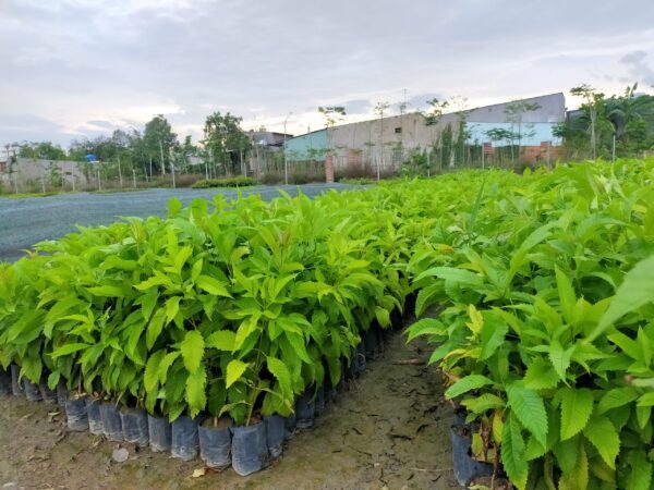 Cây Hoàng Yến - Cây giống 4S