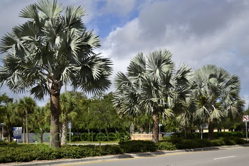 Cây cọ bạc