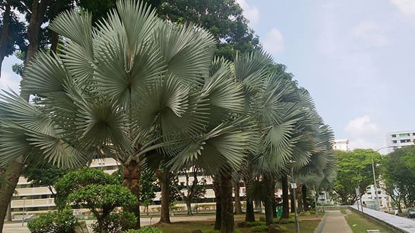 Hàng cây kè bạc - Cây giống 4S