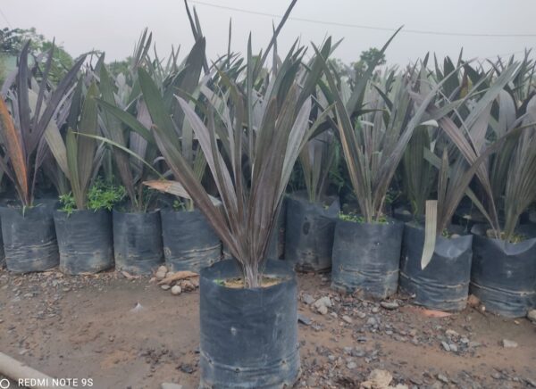 Cây kè bạc giống - Cây giống 4S