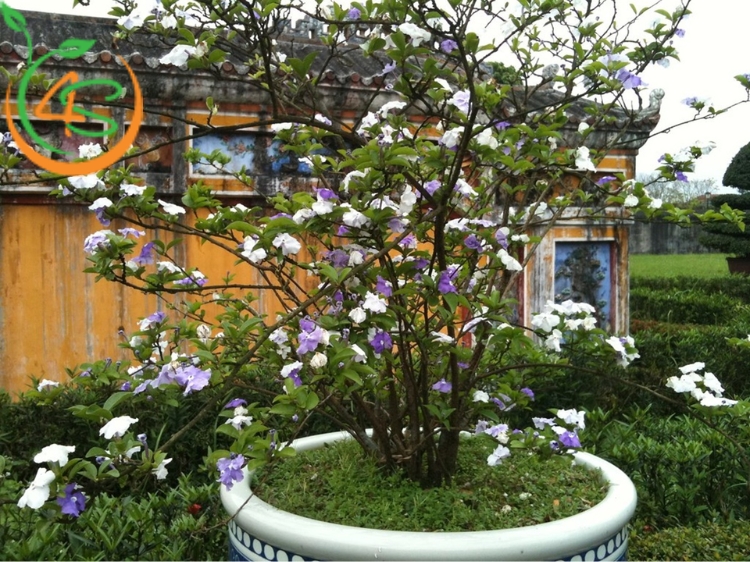 cây lài nhật