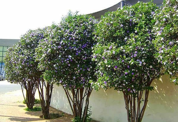 cây lài nhật
